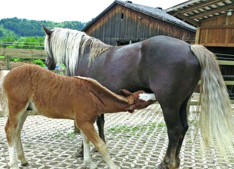 Zinkstatus bei Pferden im Blick behalten