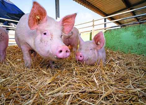 Markt für Bio-Schweinefleisch voranzubringen ist das Ziel