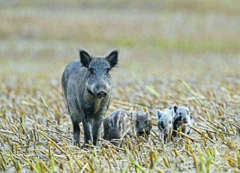 Weitere bestätigte ASP-Fälle in Nordrhein-Westfalen