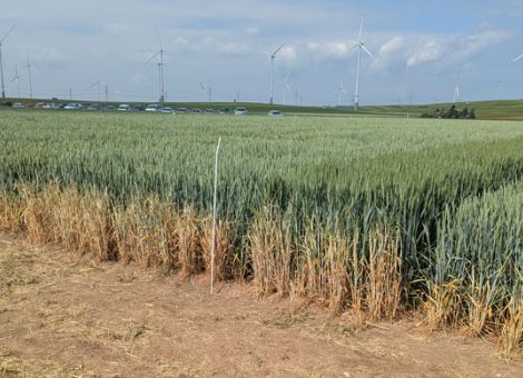 Pflanzenbauliche Strategien zur Klimaanpassung im Ackerbau