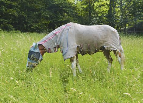 Alle Rassen betroffen, besonders jedoch Ponys