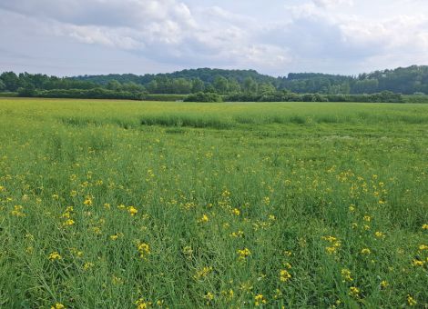Die passende Sorte zur Herbstaussaat 2025