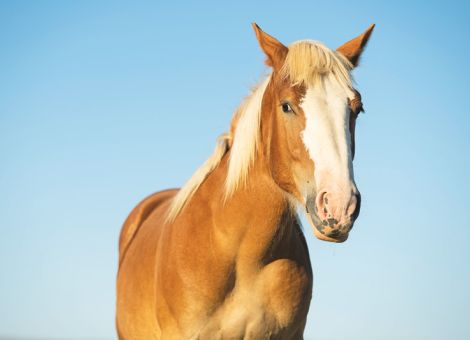 Wie geht es meinem Pferd?
