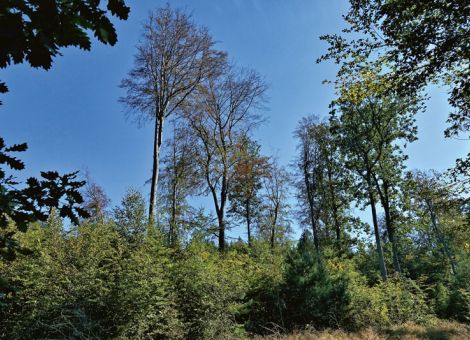 Trockenstress bei freigestellten (Alt-)Buchen