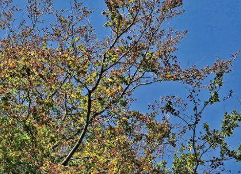Trockenstress bei stark freigestellten (Alt-)Buchen-2