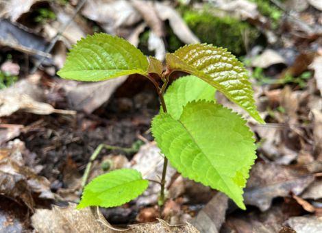 „Klimaangepasstes Waldmanagement“ wird aufgestockt