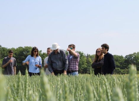 Mit Siliziumdüngung gegen den Klimawandel 