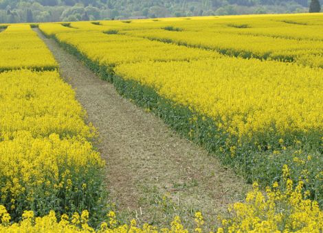 Zwei Kohlhernie-resistente Hybriden neu zugelassen