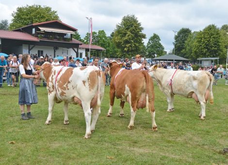 Hochwertige Rinder im Ring bei der Beerfelder Schau