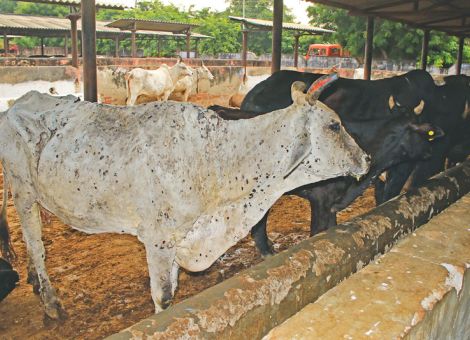 Lumpy Skin Disease: Einschleppung verhindern