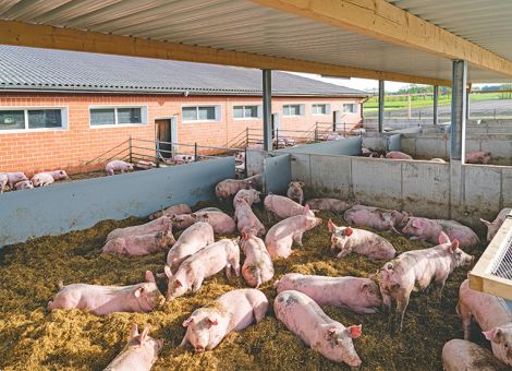Schweine noch schwerer mästen?