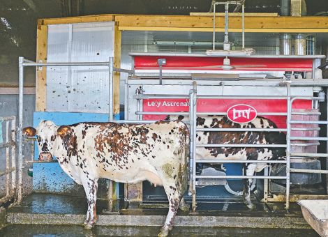Automatisiertes Melken muss zum Betrieb passen