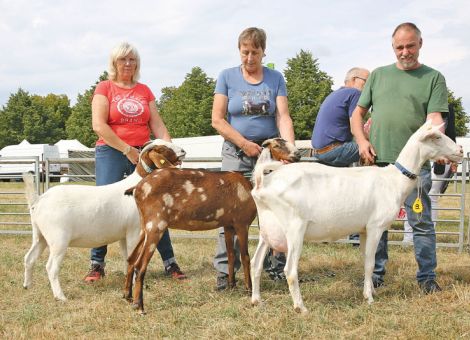 Ziegenschau auf dem Veitsrodter Prämienmarkt