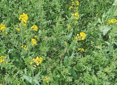 Herbizide im Raps zum Herbsttermin