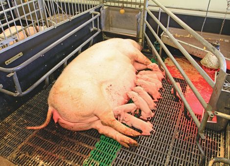 Edelschweine und Hybridsauen vertragen die Hitze besser