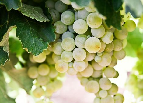Ohne Weinbau wäre Rheinland-Pfalz nicht Rheinland-Pfalz