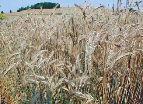 Zwei blattgesunde Neuzulassungen