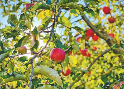 Ausbildung von Baumwarten für Streuobstwiesen