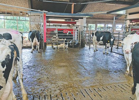 AMS: Akzeptanz des Fütterungssystems ist wichtig