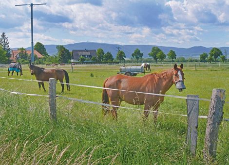 Hütesicherheit stets gewährleisten