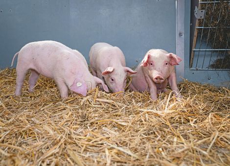 Tierhaltungskennzeichnungsgesetz: Verbände fordern Neustart
