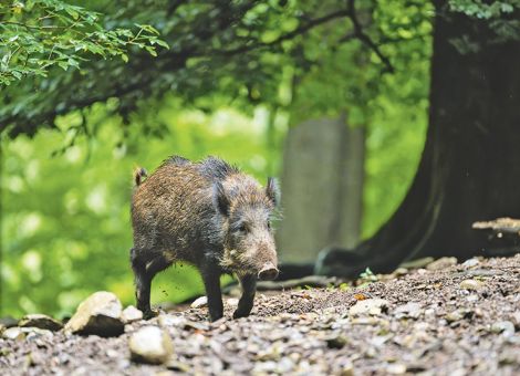 ASP-Bekämpfung mit Schützen und Drohnen