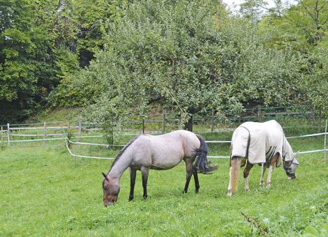 Baumfrüchte sind im Herbst eine unterschätzte Gefahr
