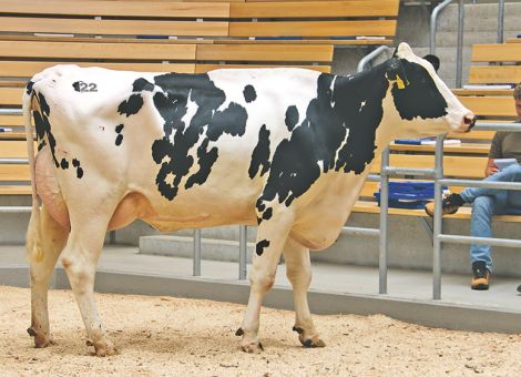 Weiterhin hohes Preisniveau in Fließem