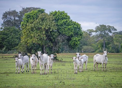 Kommission stößt Ratifizierung des Mercosur-Abkommens an