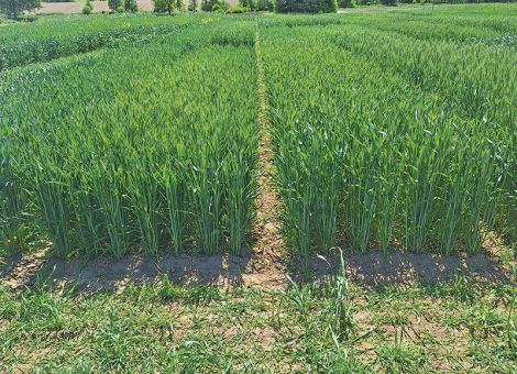 Wintertriticale glänzt erneut mit Höchsterträgen 