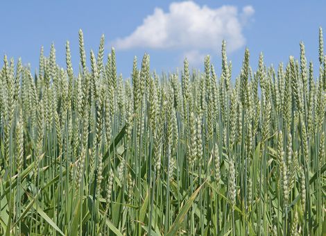Weizen bekam die Trockenheit zu spüren