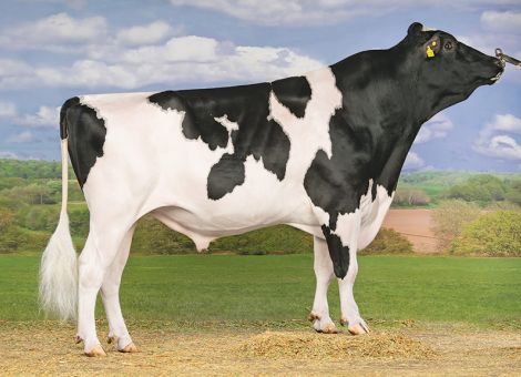 Bullenempfehlungen der Landwirtschaftskammer Rheinland-Pfalz