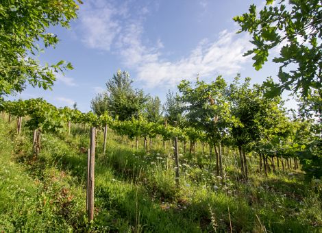 Bäume stärken Reben – bei gleicher Weinqualität