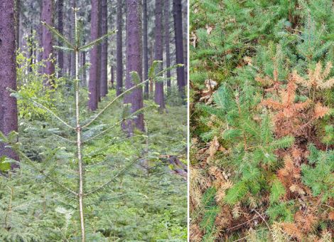 Rehwild wird immer noch stark unterschätzt