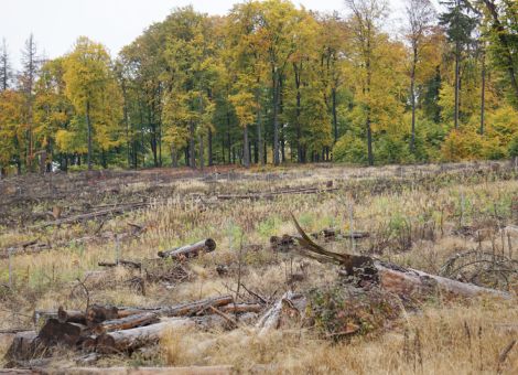 Klimaresilienten Waldumbau nicht ausbremsen