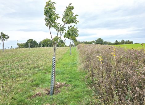 Demonstrationsnetz Agroforst sucht Betriebe