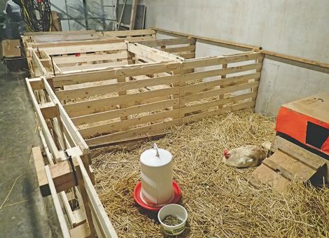 Umgang mit kranken und verletzten Jung- und Legehennen