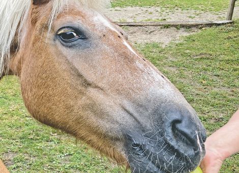 Zu viel Zucker ist ungesund für Pferde