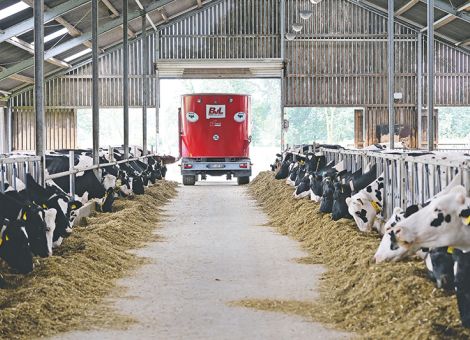 Rinder füttern oder füttern lassen?