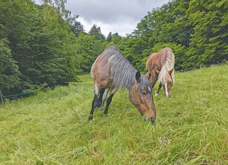 Borna-Krankheit bei Pferden ist selten, aber tödlich – Auch der Mensch kann sich infizieren, © Ehret Borna-Krankheit bei Pferden ist selten, aber tödlich