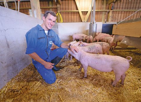 Körnerleguminosen in die Schweineration? – Regional angebaute Ackerbohnen, Erbsen und Sojabohnen nutzen   , © Landpixel Körnerleguminosen in die Schweineration?