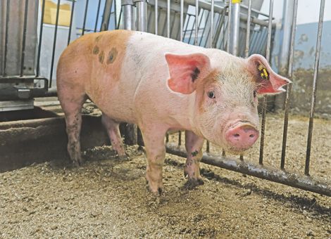 Duroc-Schweine sehr stark N- und P-reduziert füttern? – Nährstoffreduzierte Fütterung auch bei hohem Leistungsniveau, © Wolfgang Vogt Duroc-Schweine sehr stark N- und P-reduziert füttern?