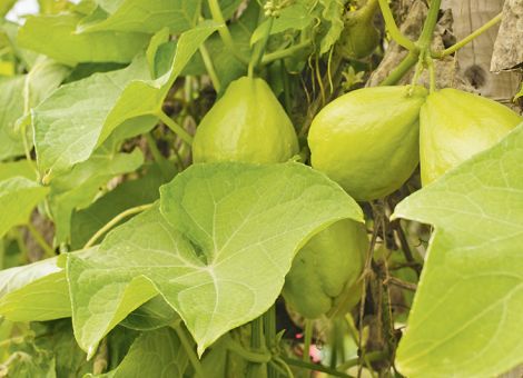 Die Chayote ist ein vielseitiges Gemüse