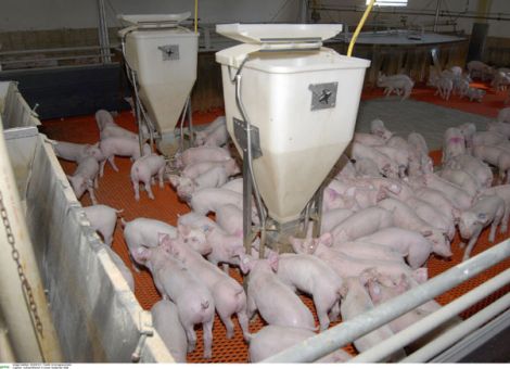 Aktuelles zur Schweinehaltung und Vermarktung von einer Fachtagung