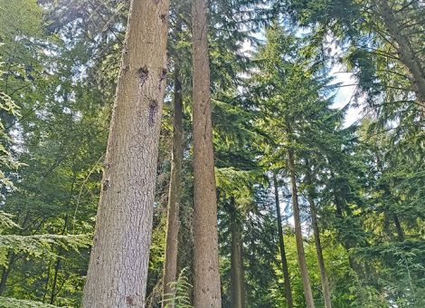 Anerkannte Herkünfte seltener Baumarten – Die DKV achtet auf die Herkunft des Saatguts, © DKV Anerkannte Herkünfte seltener Baumarten