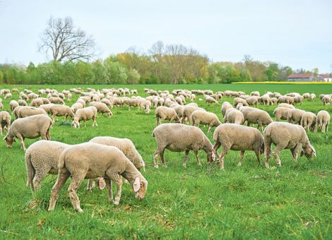Schaf- und Ziegenpocken sind hochansteckend