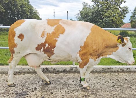 Früh erkennen, schnell handeln – Bei beginnenden Lahmheiten ist zeitnahes Eingreifen wichtig, © Dr. Katharina Grimm  Früh erkennen, schnell handeln