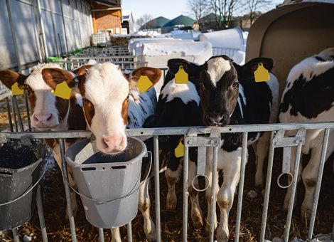 Blauzungeninfektion mit vielen Risiken behaftet – Milchverluste, Missbildungen und Tierverluste können auftreten, © imago/Countrypixel Blauzungeninfektion mit vielen Risiken behaftet