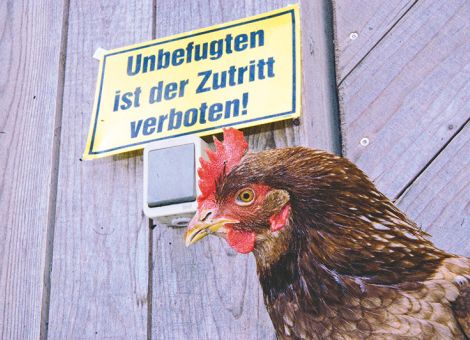 Geflügelpest breitet sich weiter aus