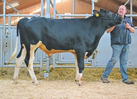 Färsenangebot in Alsfeld restlos geräumt – Voll besetzte Ränge bei der Zuchtviehauktion, © Marie Mensching Färsenangebot in Alsfeld restlos geräumt